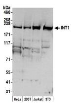 INT1 Polyclonal Antibody