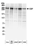 CBP Polyclonal Antibody