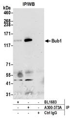 Bub1 Antibody in Immunoprecipitation (IP)