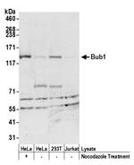Bub1 Antibody in Western Blot (WB)