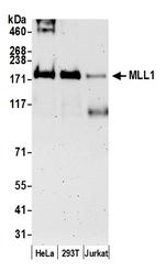 MLL1 Polyclonal Antibody