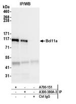 Bcl11a Antibody in Immunoprecipitation (IP)