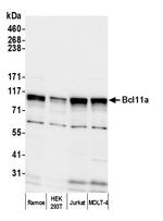 Bcl11a Polyclonal Antibody