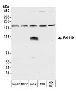 Bcl11b Polyclonal Antibody