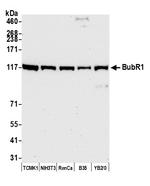 BubR1 Polyclonal Antibody