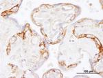 EGFR Antibody in Immunohistochemistry (Paraffin) (IHC (P))