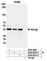 Nanog Antibody in Immunoprecipitation (IP)