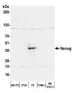 Nanog Polyclonal Antibody