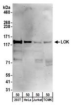 LOK Polyclonal Antibody