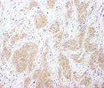 SNX1 Antibody in Immunohistochemistry (Paraffin) (IHC (P))