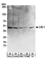 LIS-1 Polyclonal Antibody