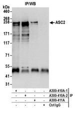 ASC2 Antibody in Immunoprecipitation (IP)