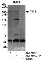 ASC2 Antibody in Immunoprecipitation (IP)