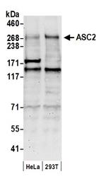 ASC2 Antibody in Western Blot (WB)