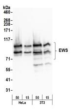 EWS Polyclonal Antibody