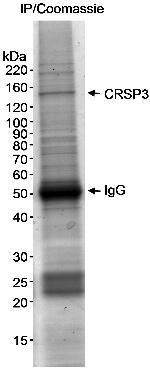CRSP3 Polyclonal Antibody