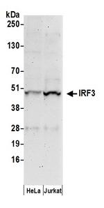 IRF3 Antibody in Western Blot (WB)