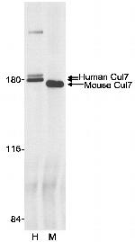 Cul7 Antibody in Immunoprecipitation (IP)