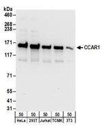 CCAR1 Antibody in Western Blot (WB)