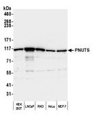PNUTS Polyclonal Antibody