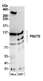 PNUTS Polyclonal Antibody