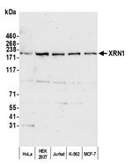 XRN1 Polyclonal Antibody