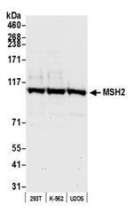 MSH2 Polyclonal Antibody