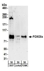 FOXO3a Antibody in Western Blot (WB)