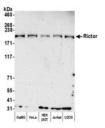 Rictor Polyclonal Antibody
