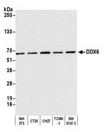 DDX6 Antibody in Western Blot (WB)