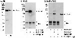 TSC2 Antibody in Western Blot (WB)