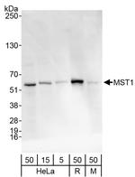 MST1/STK4 Polyclonal Antibody
