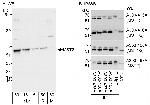 MST2/STK3 Polyclonal Antibody