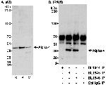 Alpha-4 Polyclonal Antibody
