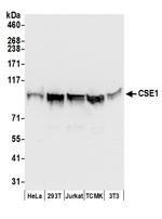 CSE1 Polyclonal Antibody