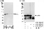 DDX3 Polyclonal Antibody