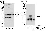KPNB1 Polyclonal Antibody