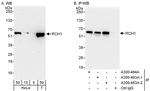 RCH1/KPNA2 Antibody in Western Blot (WB)