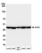 Cytoskeletal Actin Antibody in Western Blot (WB)