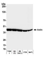 Cytoskeletal Actin Antibody in Western Blot (WB)