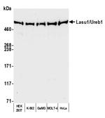 Lasu1/Ureb1 Antibody in Western Blot (WB)