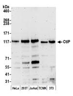 CtIP Polyclonal Antibody