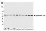 Cytoskeletal Actin Antibody in Western Blot (WB)