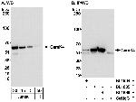 CamK4 Polyclonal Antibody