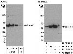 CamK4 Polyclonal Antibody