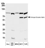 Estrogen Receptor Alpha Antibody in Western Blot (WB)