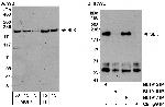 SLK Antibody in Western Blot (WB)