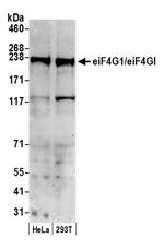 eIF4G1/eIF4GI Polyclonal Antibody