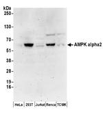 AMPK alpha 2 Polyclonal Antibody