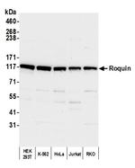Roquin Polyclonal Antibody